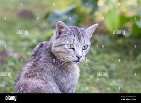 Surprised cat looking over the shoulder Stock Photo - Alamy