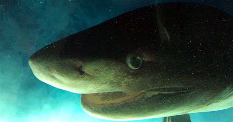 OceanX || Tagging A Bluntnose Six Gill Shark