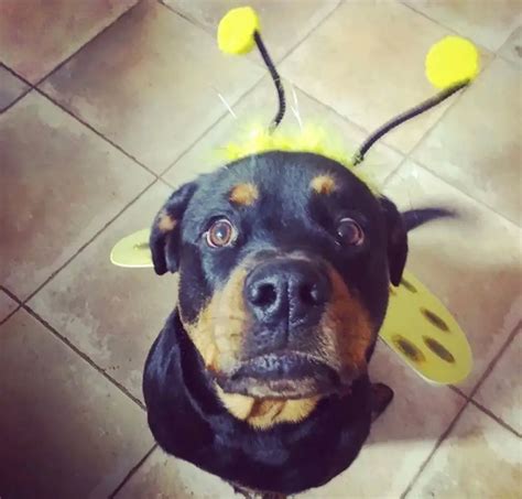 21+ Funny Rottweilers in Halloween Costumes | Page 6 of 6 | The Paws