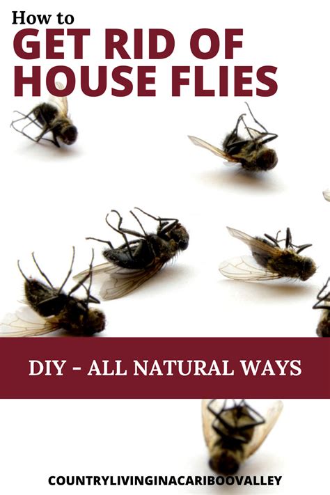 How to Get Rid of Flies in the House | Get rid of flies, Fly repellant diy, Fly repellant