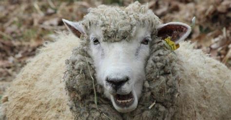 Sheep Teeth: Do Sheep Have Top Teeth? - IMP WORLD