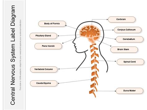 Central Nervous System Label Diagram | PowerPoint Slides Diagrams | Themes for PPT ...