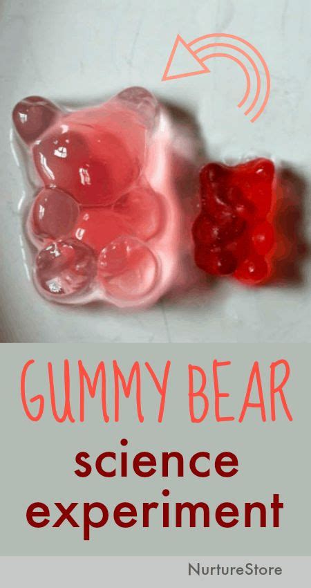 Growing gummy bear science experiment to show osmosis - NurtureStore | Science experiments kids ...