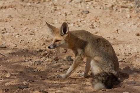 Sand Fox (vulpes Rueppellii) Photograph by Photostock-israel | Fine Art America