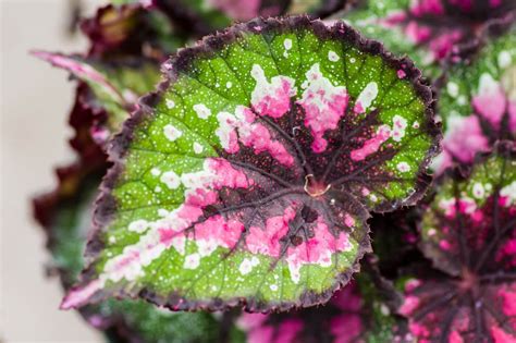 Ultimate Guide to Rex Begonia Plant Care at Home - Petal Republic