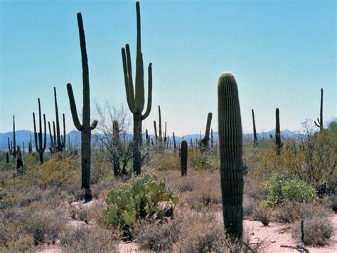 Cacti in Saguaro West: Tucson Mountains, Saguaro National Park, Arizona