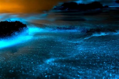 Puerto Rico Bioluminescent Bay Guide | April 2024