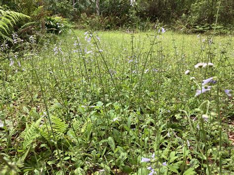 Florida Wildflower Lawns - UF/IFAS Extension Orange County