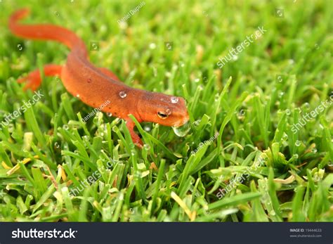 Orange Salamander Stock Photo 19444633 : Shutterstock