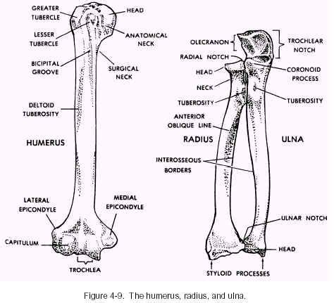 Humerus Radius Ulna Anatomy | Radius and ulna, Anatomy bones, Human anatomy and physiology