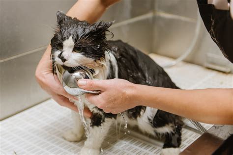 Best Cat Grooming Tips | What Cats Need Grooming?