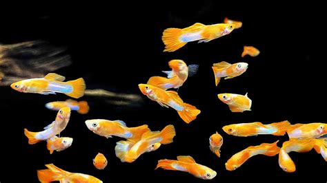 Guppy Fish: Care, Lifespan, Diet, Breeding & More