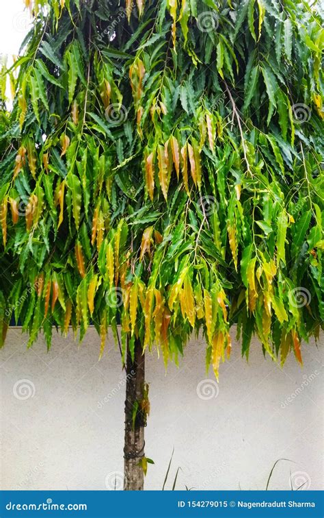 The Ashoka Tree with Long Green and Some Golden New Leaves Stock Image ...