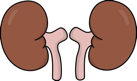 Free Health Kidneys Cliparts, Download Free Health Kidneys Cliparts png images, Free ClipArts on ...