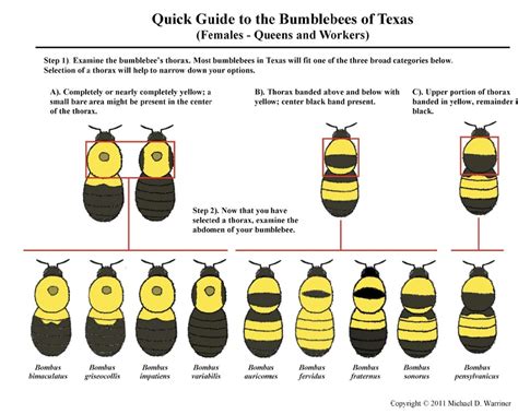 Texas Bumble Identification