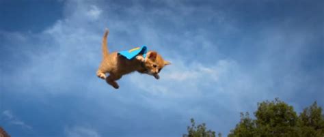 Flying Kittens vs. Flying Puppies (VIDEO) | HuffPost