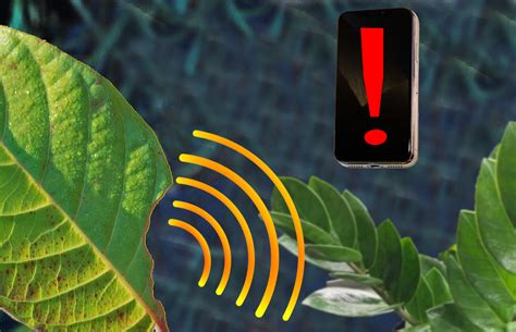 Nanosensor can alert a smartphone when plants are stressed | MIT News ...