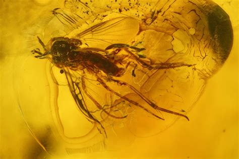 Two Fossil Flies (Diptera) and a Mite (Acari) in Baltic Amber (#139027 ...