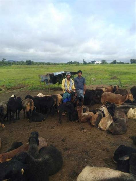 Success Story on Sheep Farming – epashupalan