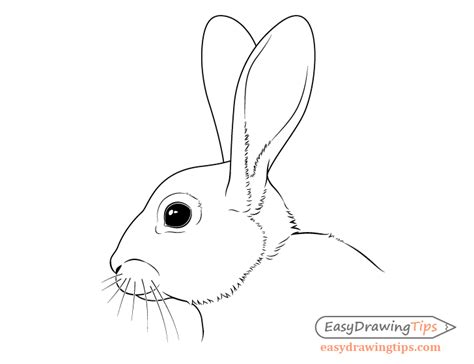 How to Draw a Rabbit Step by Step Tutorial - EasyDrawingTips