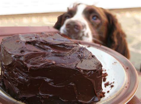 Dog Has Eaten Chocolate Cake | lupon.gov.ph