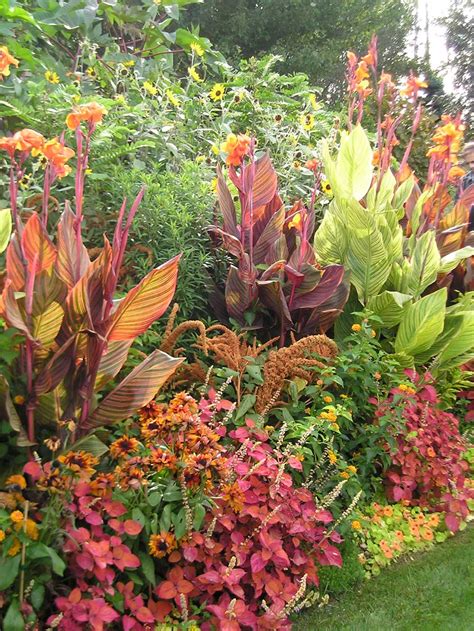 Fresh Ideas for Growing Cannas in Your Garden – Longfield Gardens