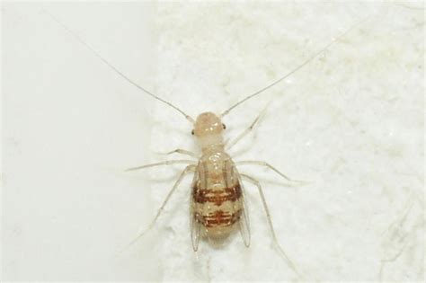 Psocoptera - Insectduniya|Entomology - Wikipedia