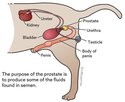 Prostate Tumors | VCA Animal Hospital