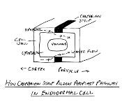 My Broken Garden: How Water Enters A Plant: Apoplast And Symplast Pathways