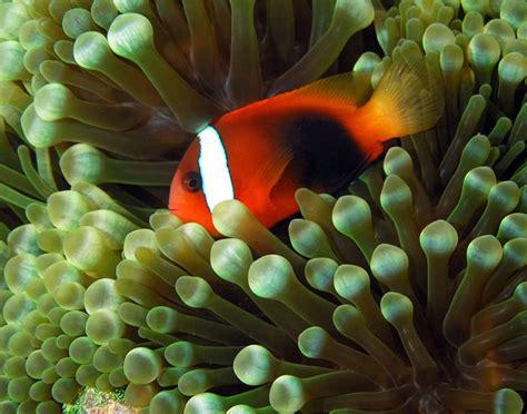 Tomato clownfish - Alchetron, The Free Social Encyclopedia