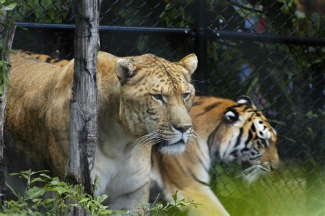 Liger and a tiger | The liger weighs 900lbs. | Valerie | Flickr