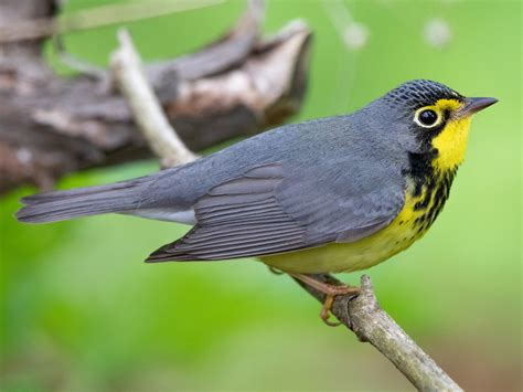 Canada Warbler - eBird