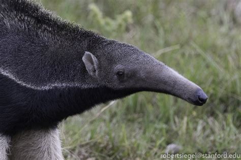 Anteater