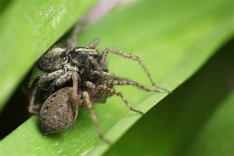 Wolf spiders mating #1 | Flickr - Photo Sharing!