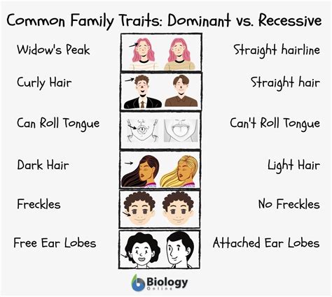 Family traits - Definition and Examples - Biology Online Dictionary