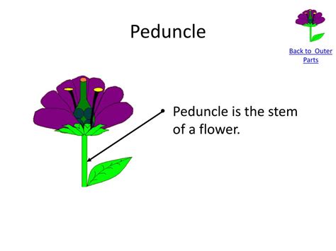 PPT - Flower Anatomy PowerPoint Presentation, free download - ID:2363010