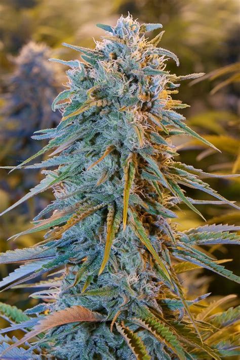 Blue Dream: L´originale Blue Dream Californienne - Humboldt Seeds