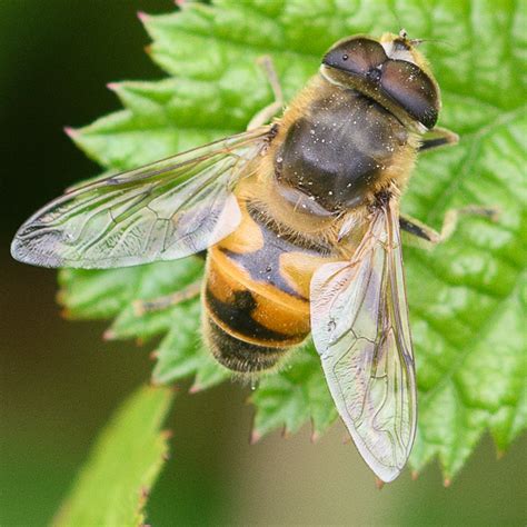 Réf. 209588 — INSECTA > Diptera > Syrphidae > Eristalis (Eristalis ...