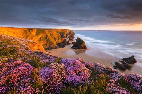 Purple flower field, coast, beach, flowers, sunset HD wallpaper ...