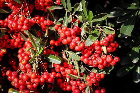 Victory Pyracantha (Firethorn) | The Tree Center™