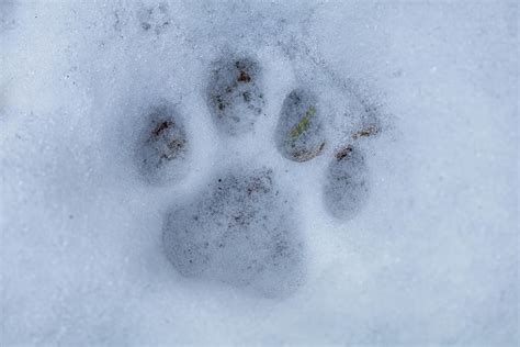 Bobcat Track Photograph by Randy Robbins - Pixels