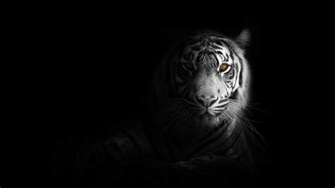 Black Tiger Android Wallpapers - Wallpaper Cave