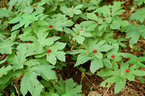 The Health Benefits of Goldenseal Root | Goldenseal, Goldenseal root, Medicinal plants