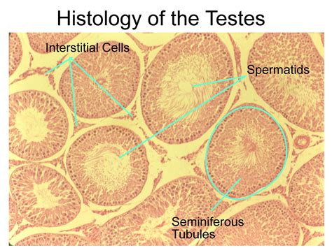 Testes Histology Labeled Drawing