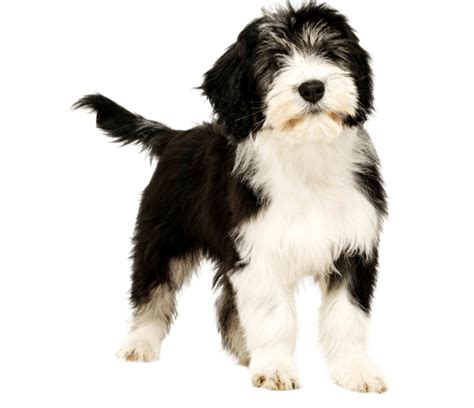 Polish Lowland Sheepdog | Dog Breed Facts and Information - Wag! Dog ...