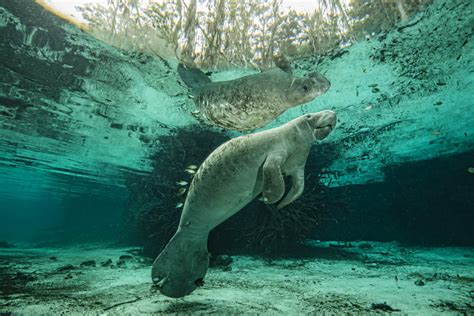 The Complete Guide to the Crystal River Manatees | Indopacificimages