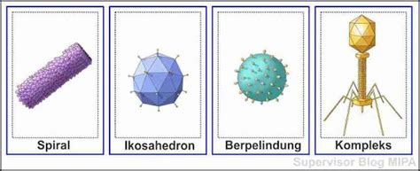 Mengenal Karakteristik dan Struktur Virus | Biologi Kelas 10