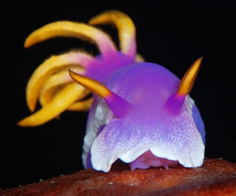 Despite its cute and cuddly appearance, this little sea creature is actually a kind of slug ...