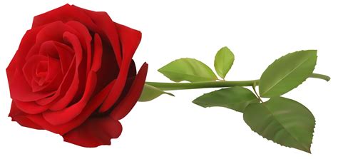 Red Rose with Stem Transparent PNG Clip Art Image | Gallery ...