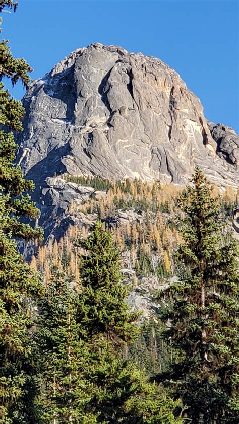 First time seeing Larches! : r/Washington